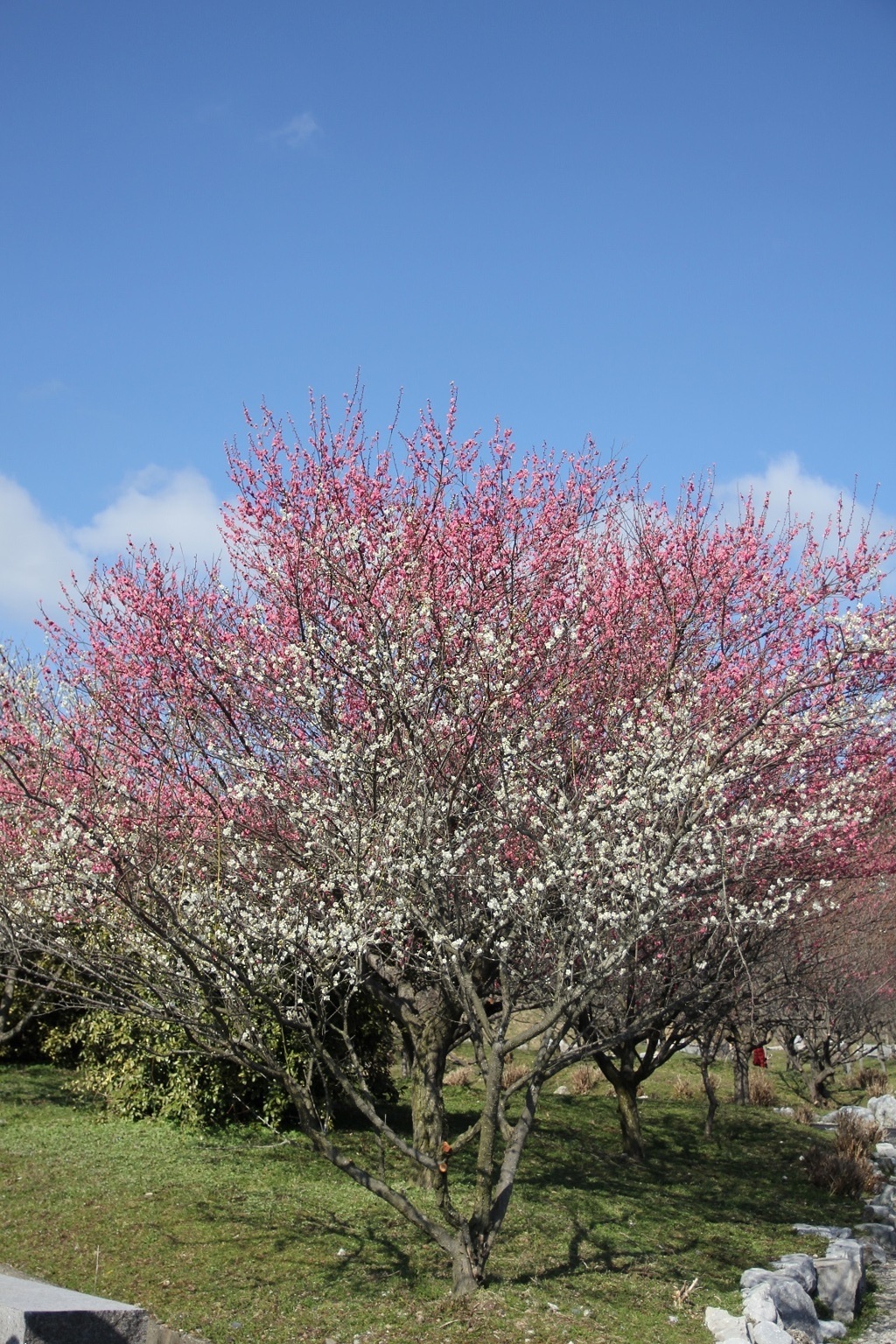 いなべ市農業公園　梅林公園