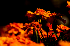 DSC02201