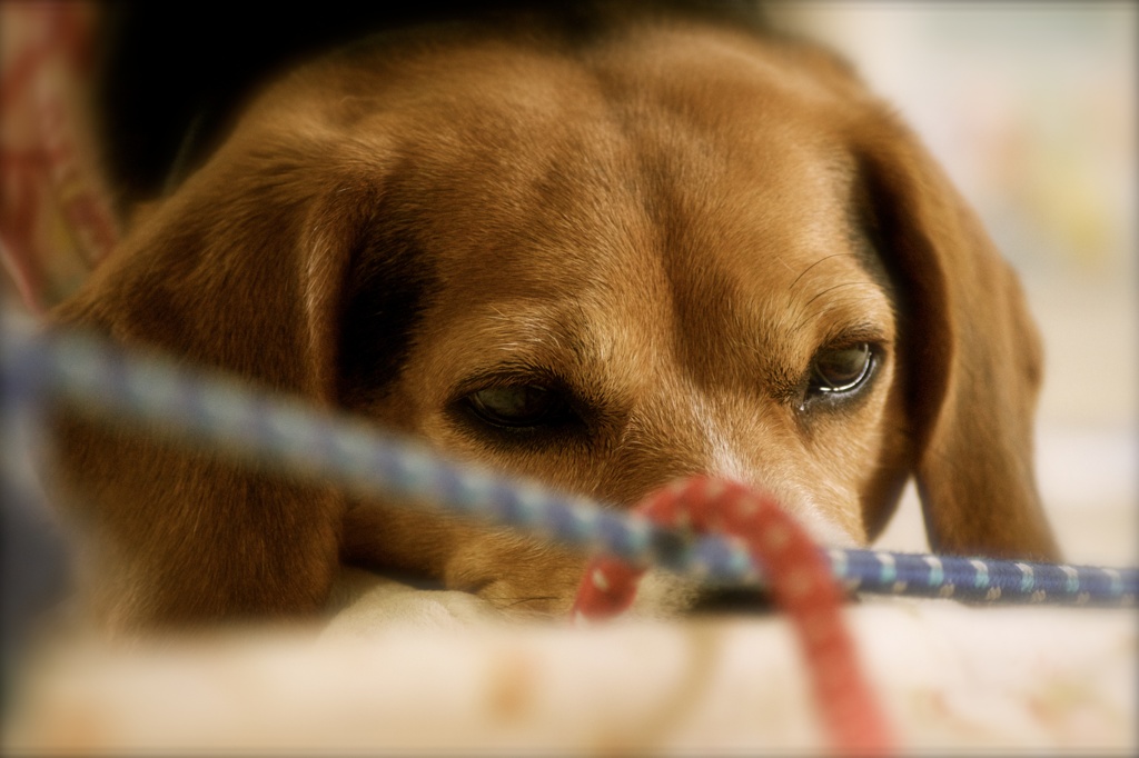 犬