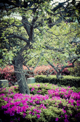 浅草寺内庭園