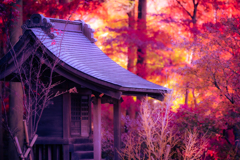 晩秋
