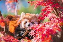 可愛い紅葉
