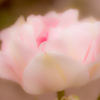 DSC00868