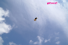空も飛べるはず