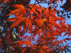 楓