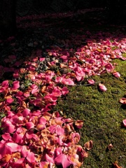 落花