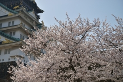 桜と大阪城