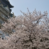 桜と大阪城