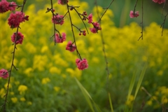 ハナモモと菜の花