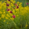 ハナモモと菜の花