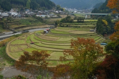 紅葉とあらぎ島