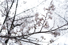 聖光寺（しょうこうじ）の桜