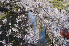 高島城_桜