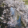 高島城_桜