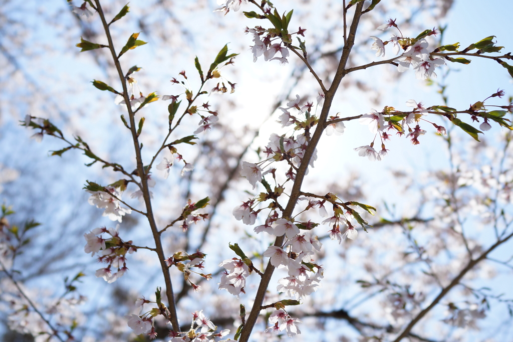遅咲きの桜