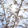 遅咲きの桜