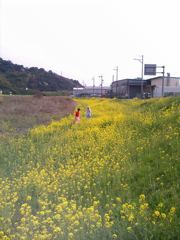 ハイジとクララが戯れるたつの市の川岸風景。