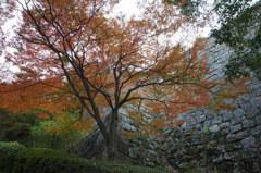 晩秋の丸亀城