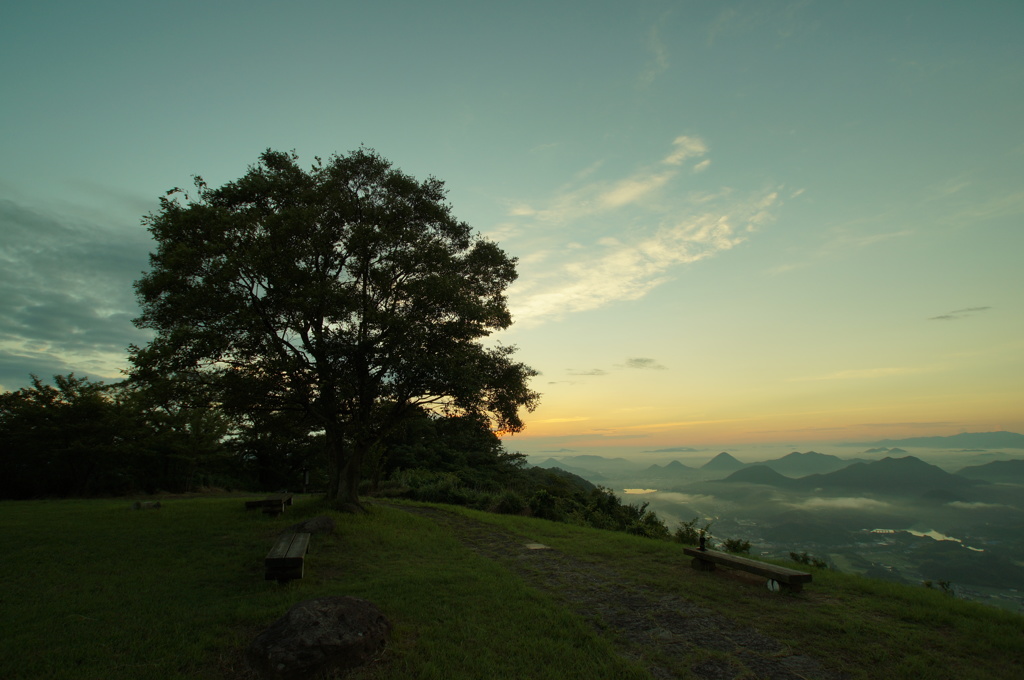 山頂の木