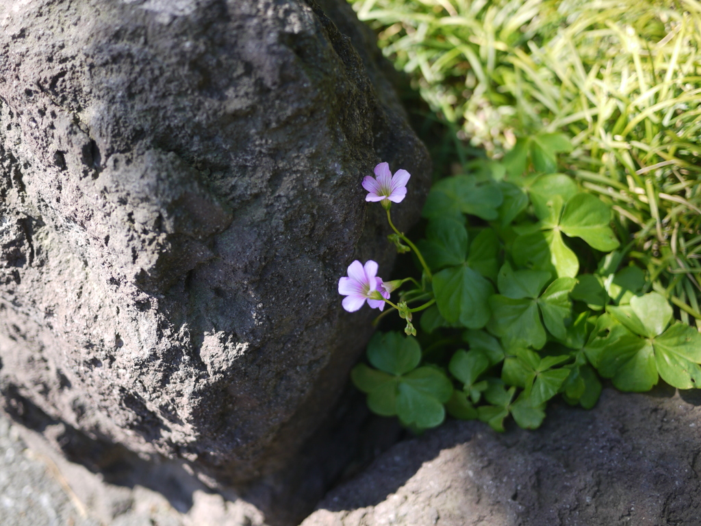 岩陰の