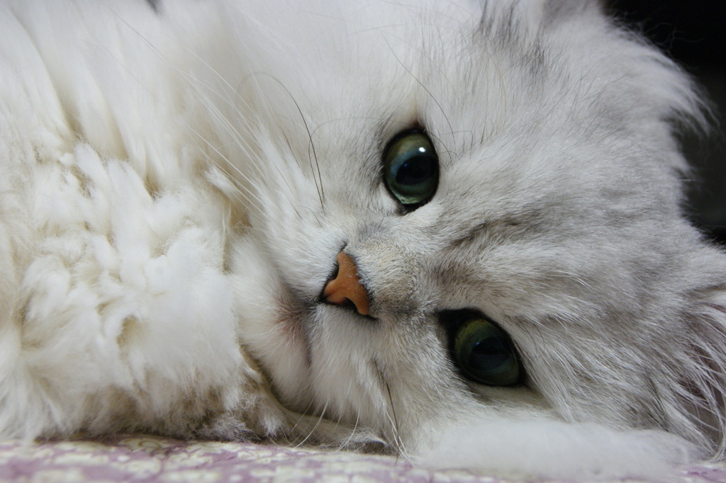 猫