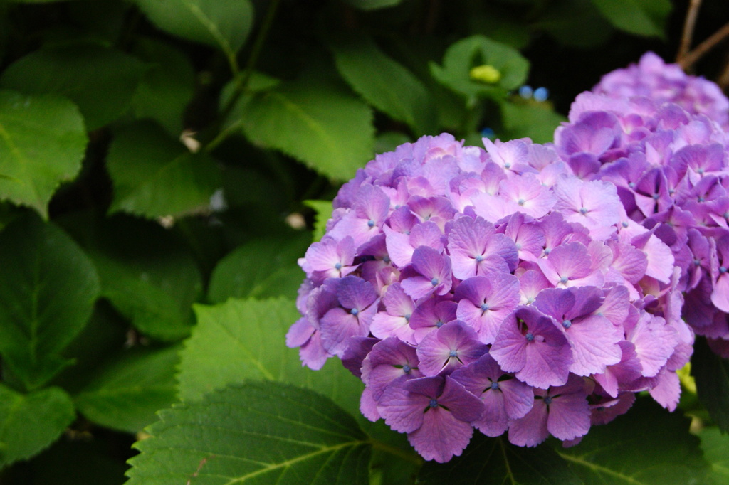 紫陽花
