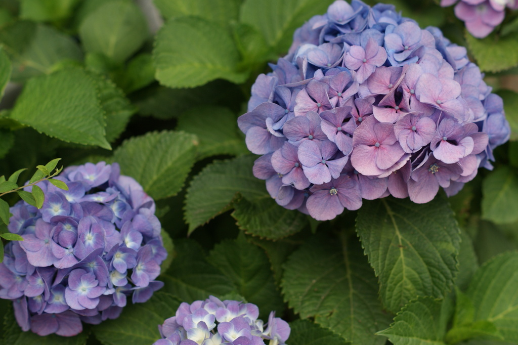 紫陽花