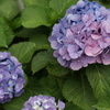 紫陽花