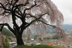 乙ヶ妻の桜