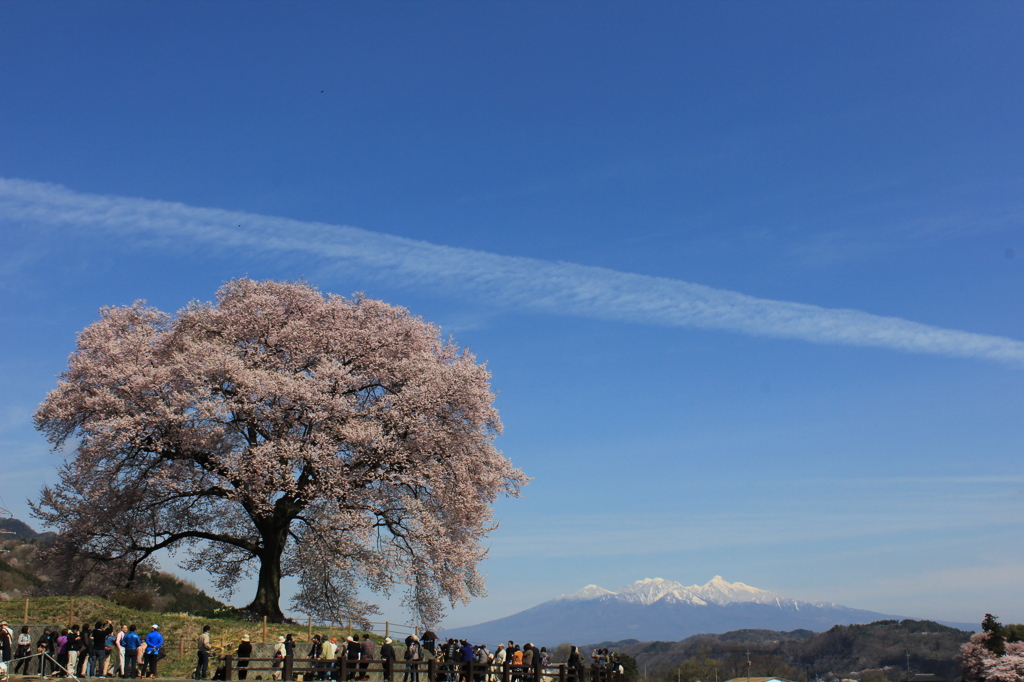 孤高の一本桜