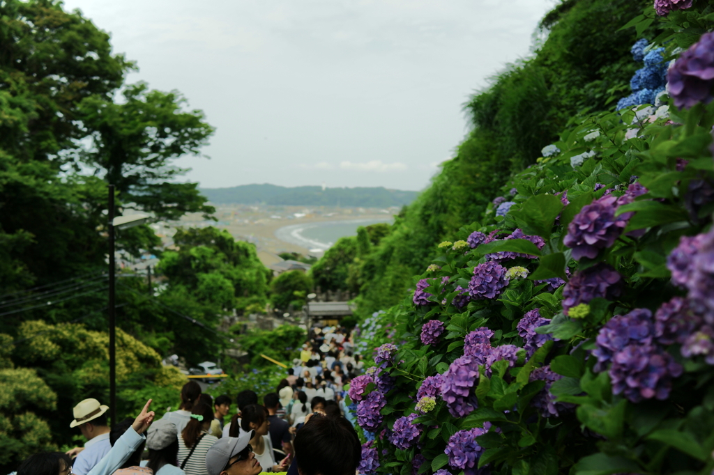 鎌倉の紫陽花と海