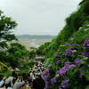 鎌倉の紫陽花と海