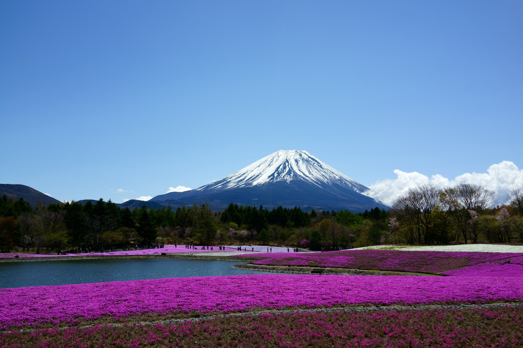 富士山と芝桜