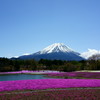 富士山と芝桜