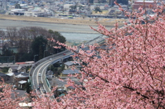 河津桜