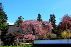 慈雲寺のイトザクラ