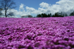 一面の芝桜