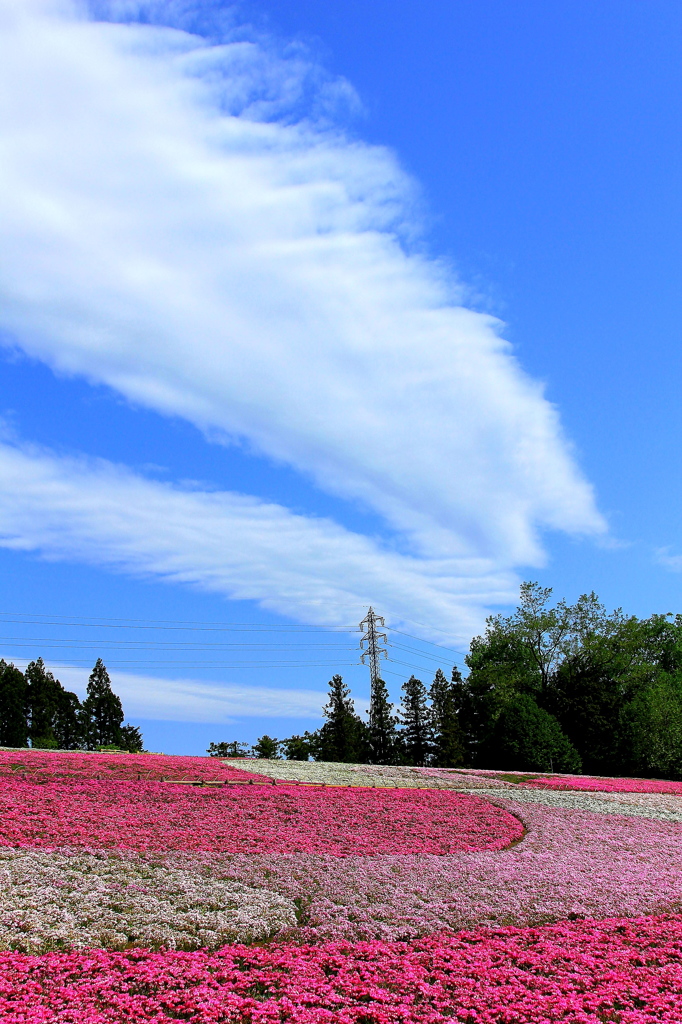 雲と鉄塔と芝桜