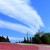 雲と鉄塔と芝桜