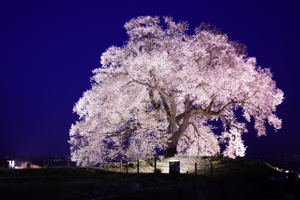 ワニ塚の1本桜