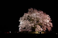 夜桜