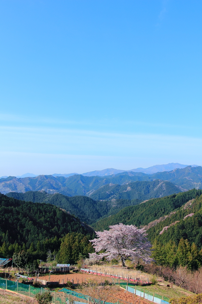 天空の桜