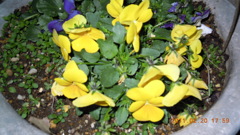 DSCN0010