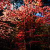 付知峡の紅葉