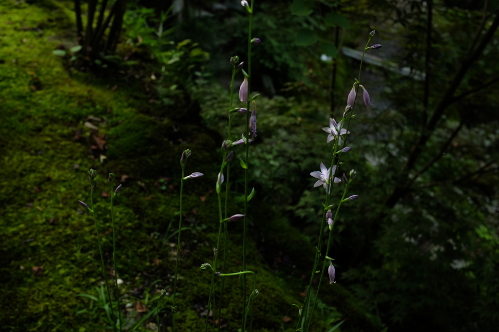 眠そうに咲く花