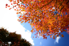 付知峡の青空と紅葉