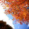 付知峡の青空と紅葉