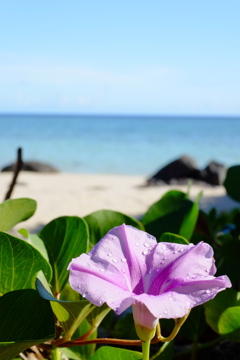 朝顔と海