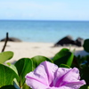 朝顔と海