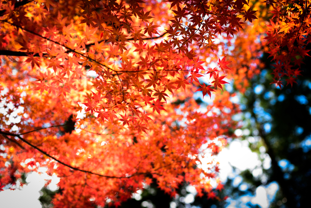 付知峡の紅葉